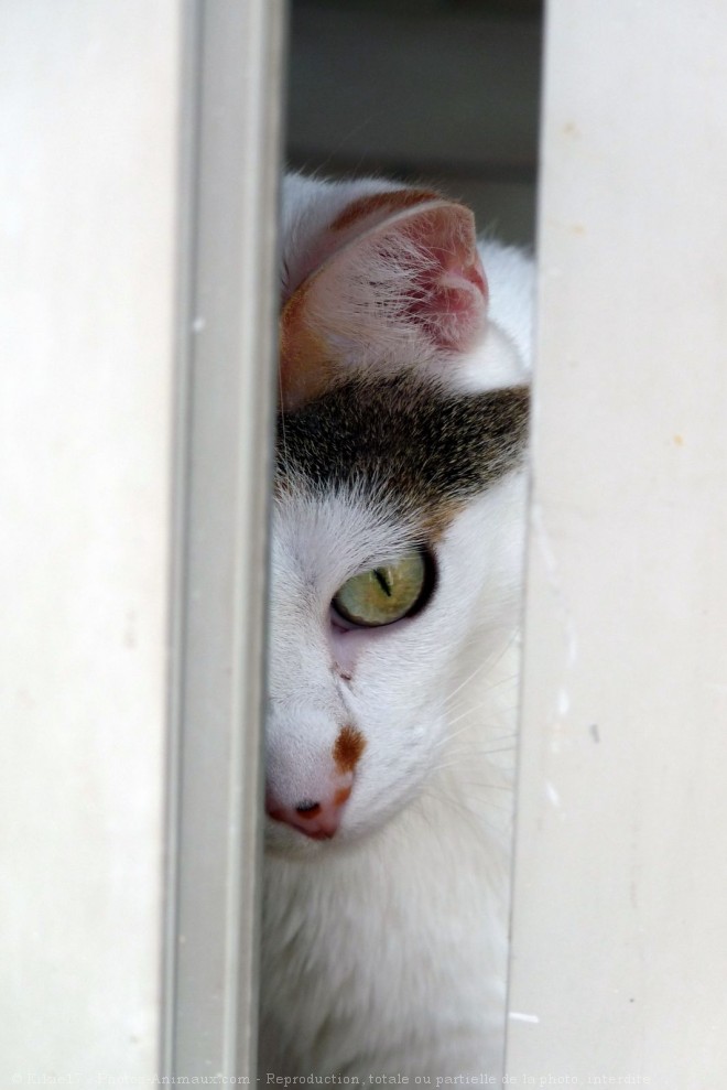 Photo de Chat domestique