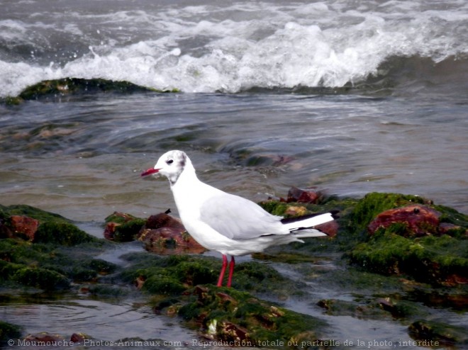 Photo de Mouette