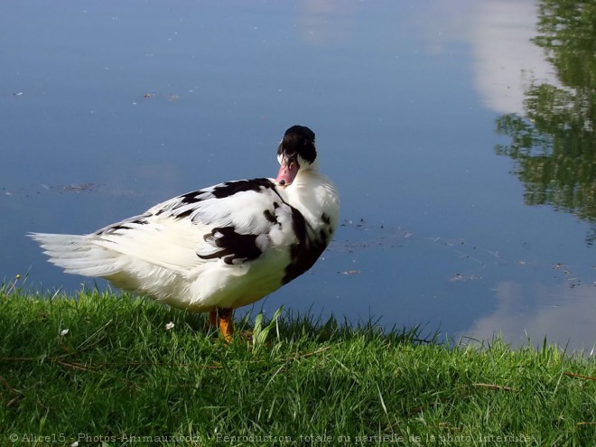 Photo de Canard