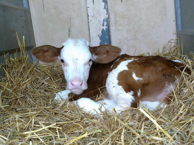 Photo De Veau Bebe Veau N Sur Photos Animaux Com