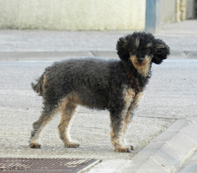 Photo de Caniche moyen