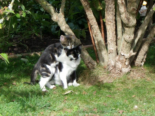 Photo de Chat domestique