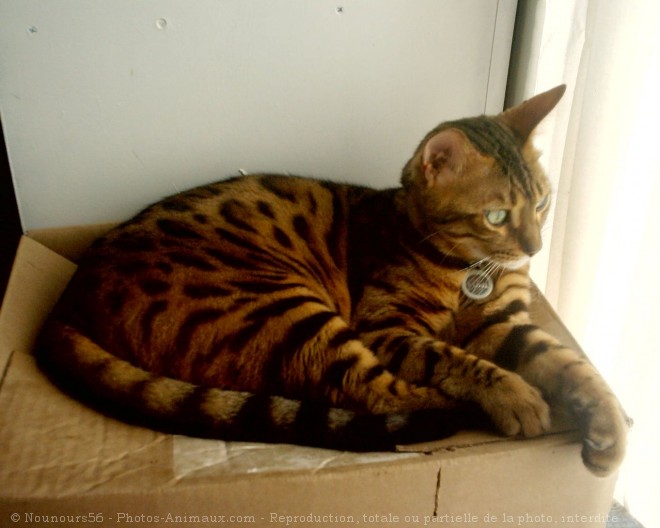 Photo de Bengal