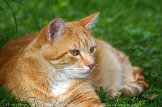 Photo de Chat domestique