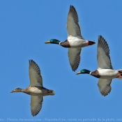 Photo de Canard colvert