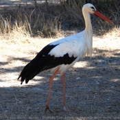 Photo de Cigogne