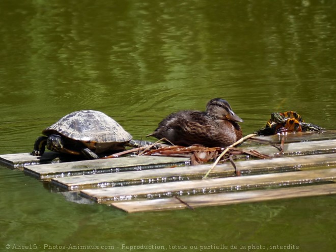 Photo de Tortue