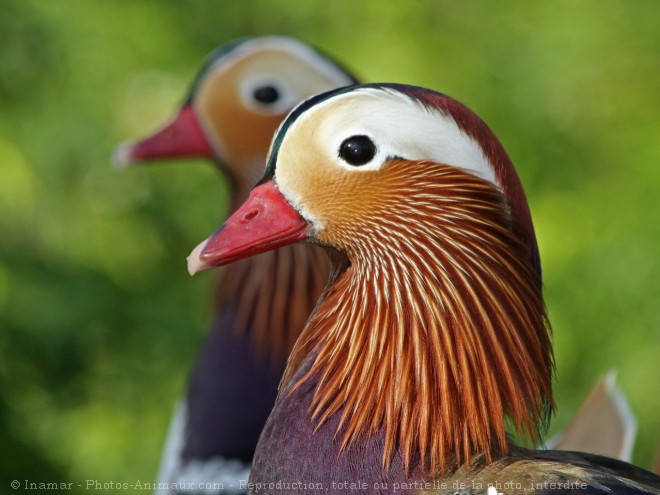 Photo de Canard mandarin