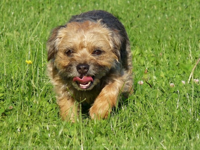 Photo de Border terrier