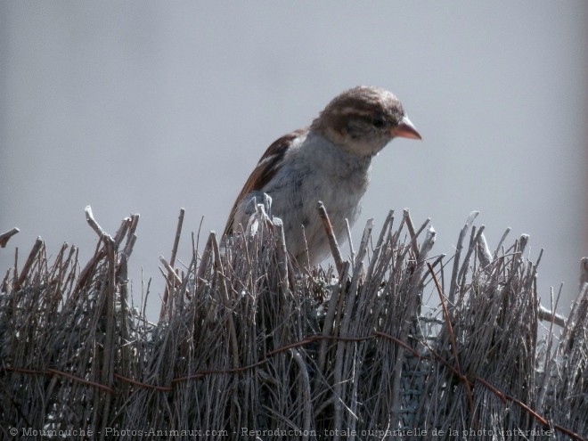 Photo de Moineau