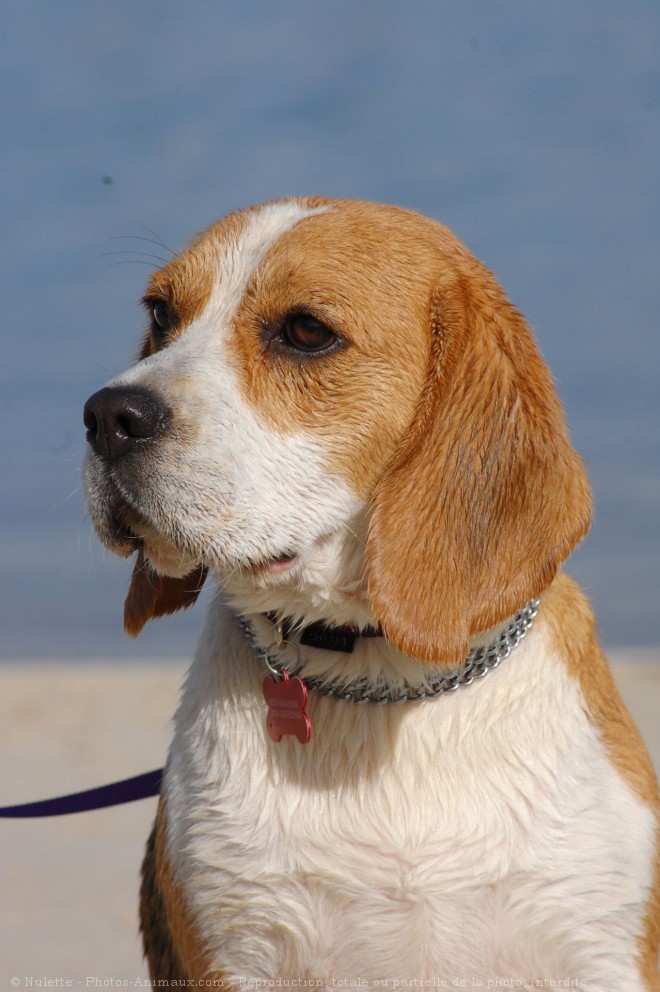 Photo de Beagle