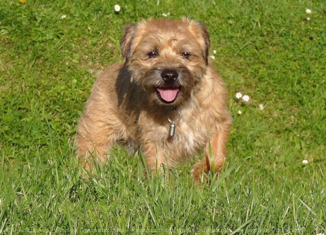 Photo de Border terrier