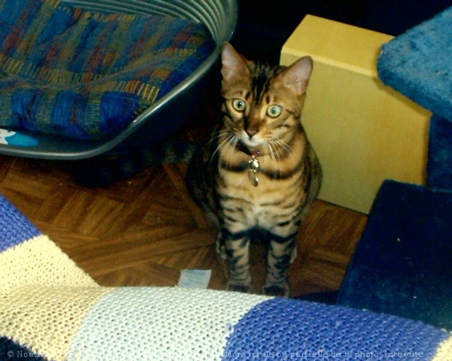 Photo de Bengal