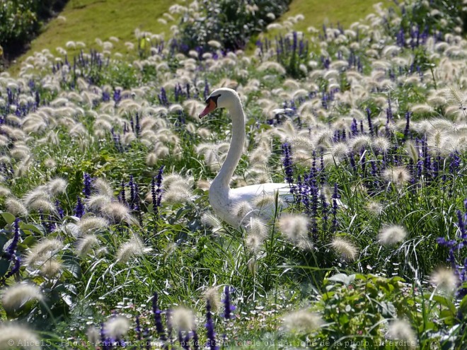 Photo de Cygne