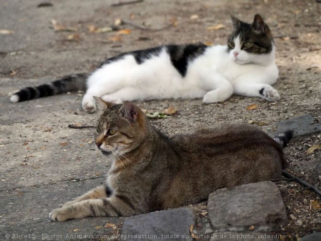 Photo de Chat domestique