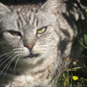 Photo de Chat domestique