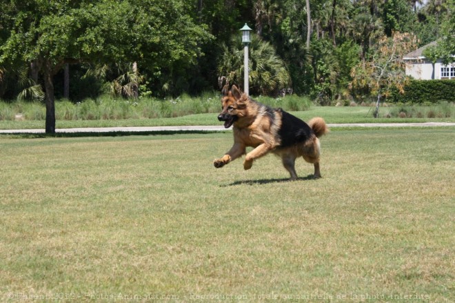 Photo de Berger allemand  poil court