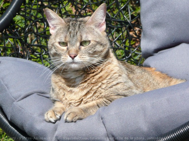 Photo de Chat domestique