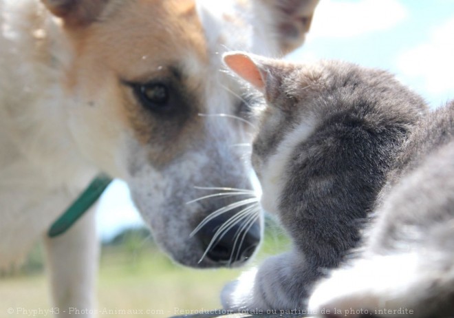 Photo de Races diffrentes