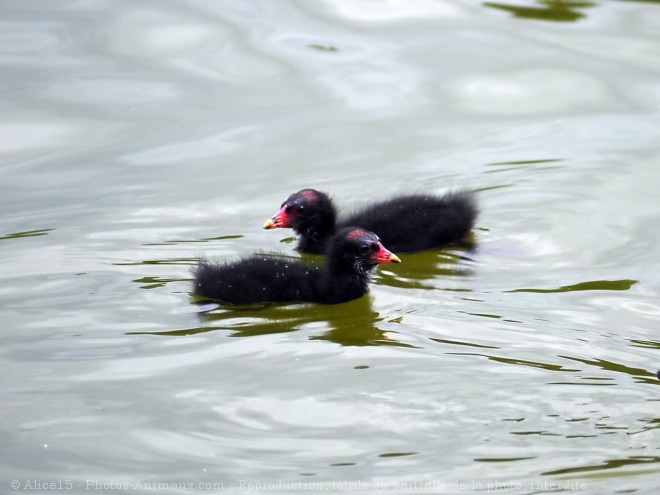 Photo de Poule d'eau