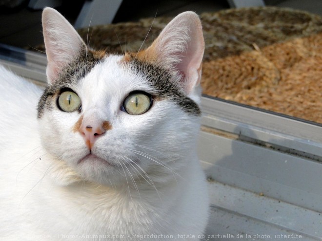 Photo de Chat domestique