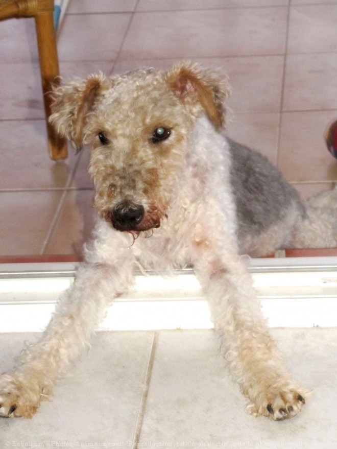 Photo de Fox terrier  poil dur