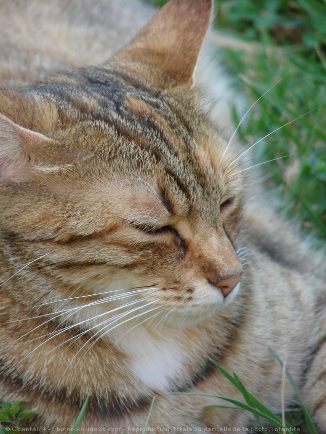 Photo de Chat domestique