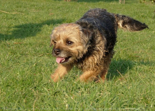 Photo de Border terrier