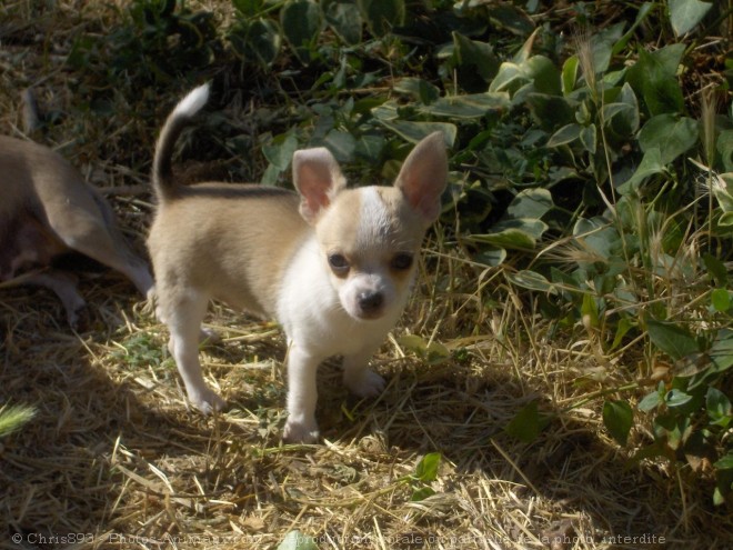 Photo de Chihuahua  poil court