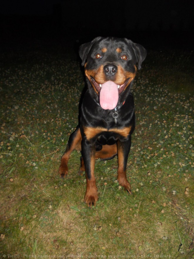 Photo de Rottweiler