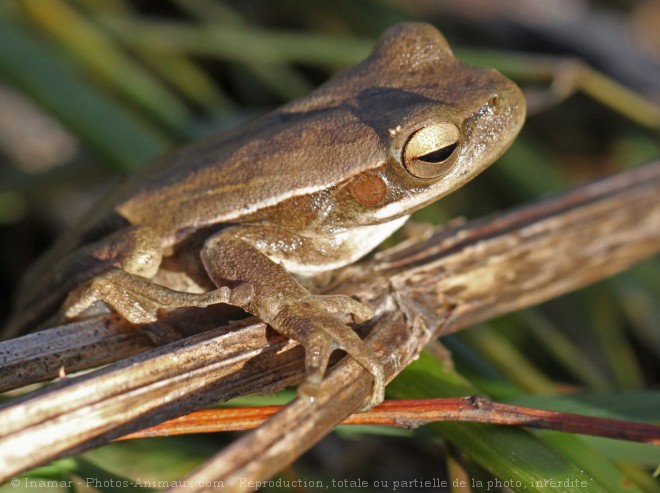 Photo de Grenouille