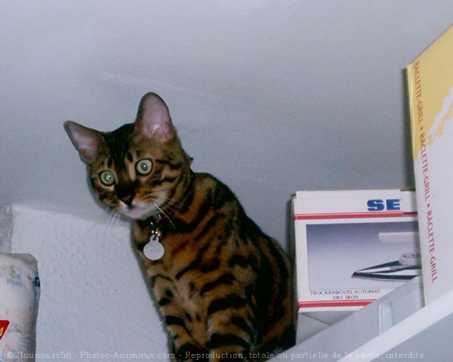 Photo de Bengal