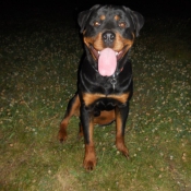 Photo de Rottweiler