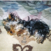 Photo de Yorkshire terrier