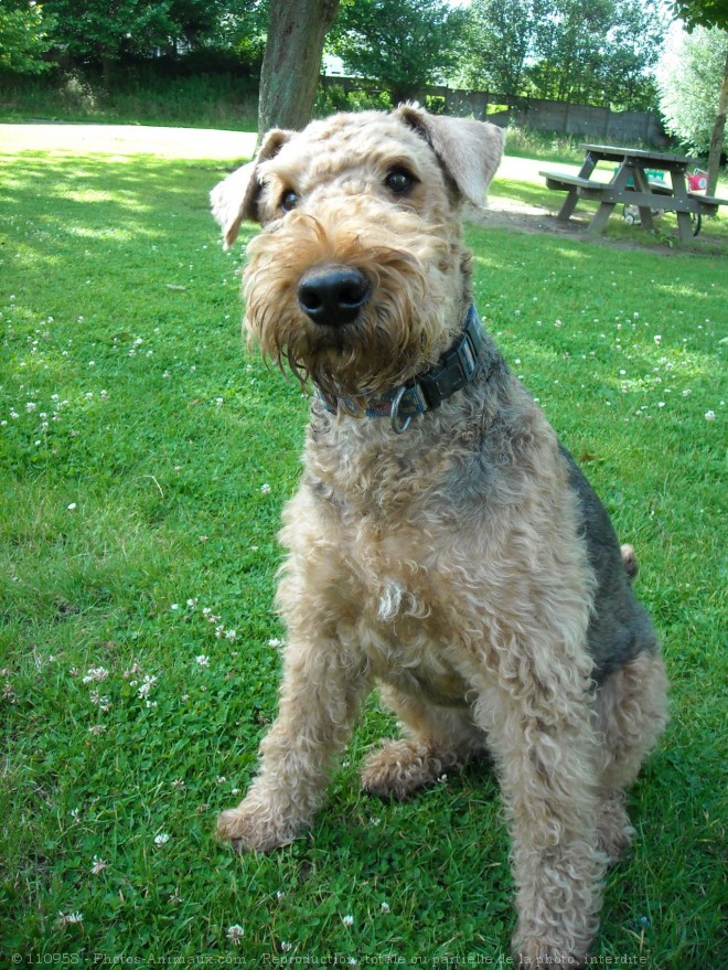 Photo d'Airedale terrier