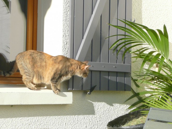 Photo de Chat domestique