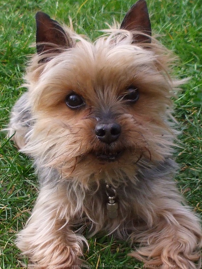 Photo de Yorkshire terrier