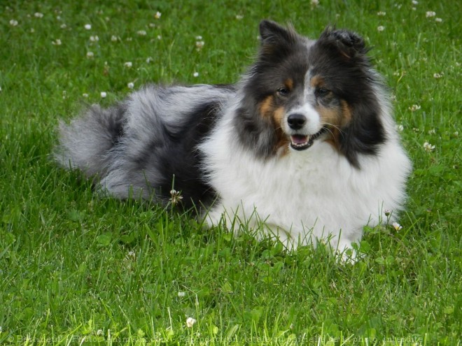 Photo de Chien de berger des shetland