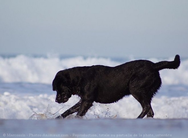 Photo de Labrador retriever