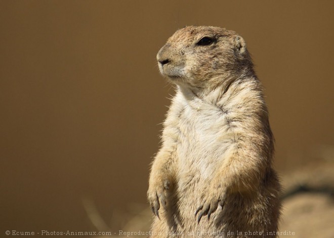 Photo de Chien de prairie