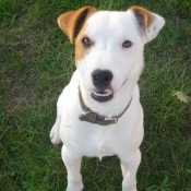 Photo de Jack russell terrier