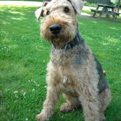 Photo d'Airedale terrier