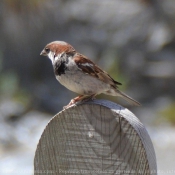 Les fonds d'cran Oiseaux de diezfranc