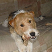 Photo de Jack russell terrier