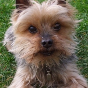 Photo de Yorkshire terrier