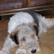 Photo de Fox terrier  poil dur