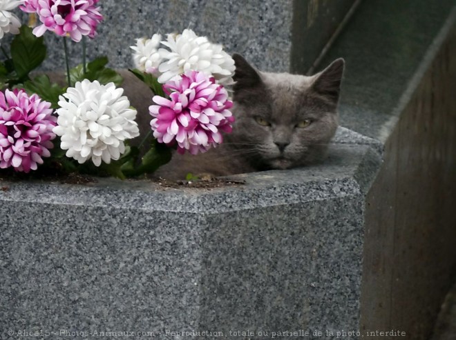 Photo de Chat domestique