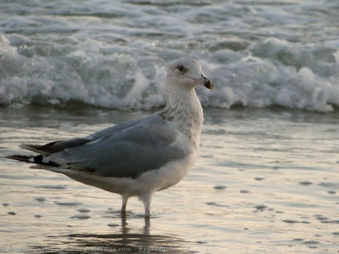 Photo de Mouette