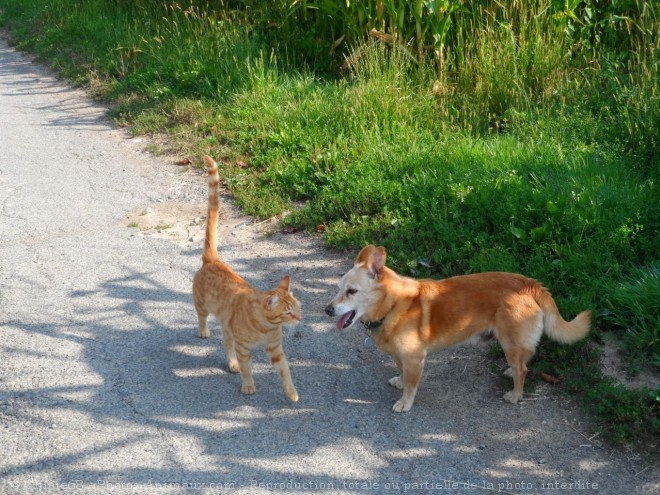 Photo de Chat domestique