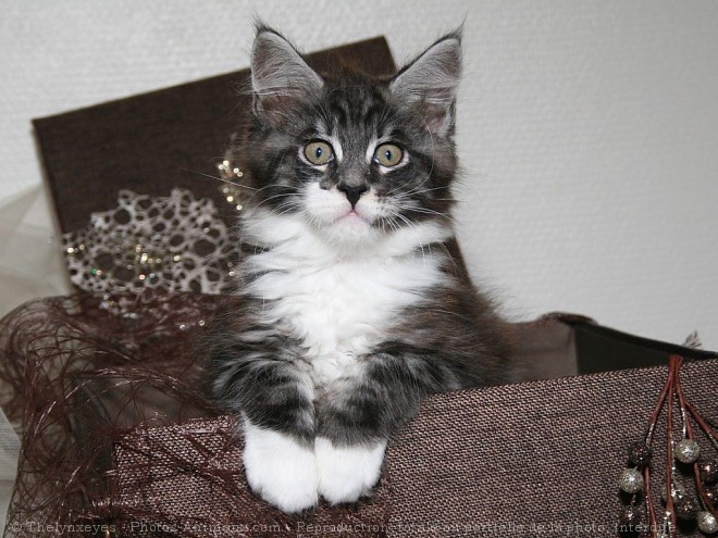 Photo de Maine coon